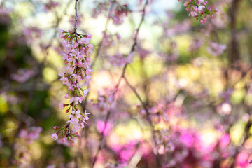 Cherry Blossom - Sakura flower - Japanese cherry, Prunus serrulata