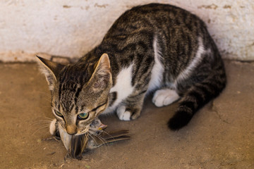 A kitten and a sparrow. Pet kills birds and eats them. The kitty is a predator. The young hunter....