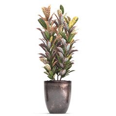 Croton in a pot on a white background	