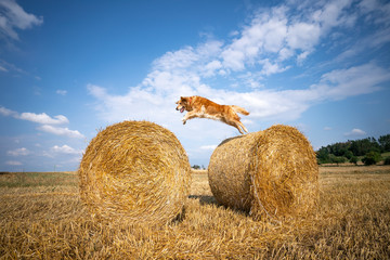 Dog jumping