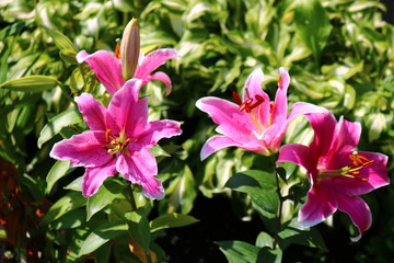 Lily flowers