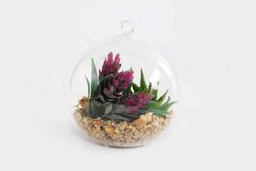 glass round florarium with green plants and stones for design on white background