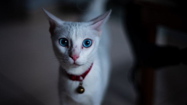 Close-up of a female white cat with blue eyes