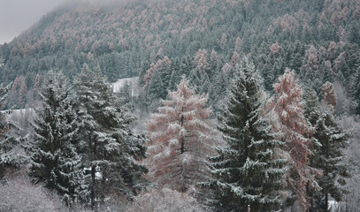 It snows on the fir forests still with the colors of autumn