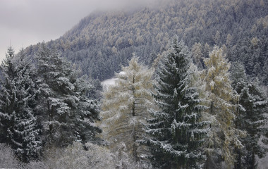 snowy tree in the snow