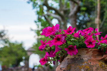 Beautiful petunia from the garden of Villa Cimbrone, Ravello  village, Amalfi coast of Italy