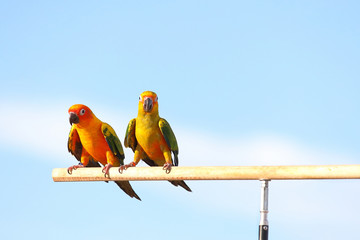 Sun conure parrot perched on a branch.