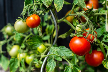 Photo of green and red tomatoes with green leaves