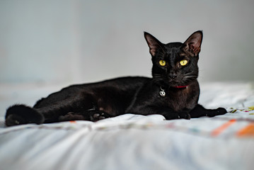 CLOSE UP OF BLACK CAT Relaxing_KALU