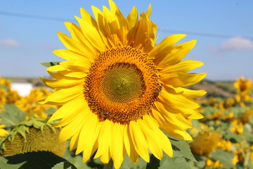 Fototapeta premium field of sunflowers