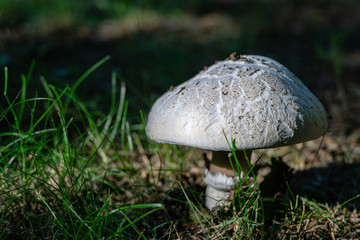 Beautiful close-up of large wild forest mushroom with white cap in natural habitat in sunlight forest. Gathering mushrooms. Organic natural mushrooms in nature