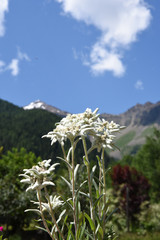 stella alpina fiore di montagna 