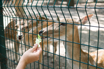 deer eating cabbage in the park