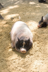 the pig lies on the ground at the zoo