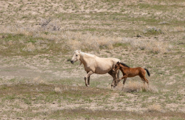 Wild Horse Mare and Foal in the Desert