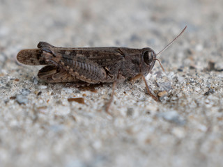 Locust (grasshopper) sitting on the plastered surface. Close-up.