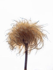 Clematis flower. Bloomed Fluffy plant. On a white background. Close-up, isolated.