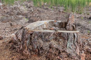 Freshly sawed tree in the forest. Deforestation close up.