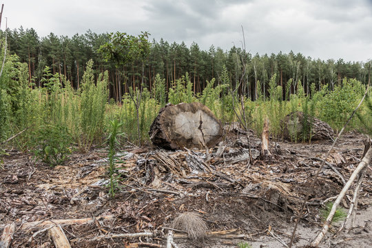 Depris and logs from clear cutting the forest.