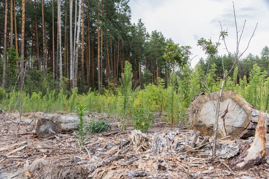 Deforestation. Depris and logs from clear cutting the forest.