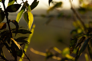 autumn leaves on tree