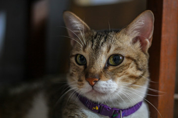Close up of Tabby Cat with yellow eyes_LEO