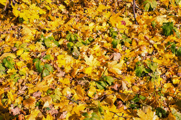 Yellow maple leaves on the ground in the forest