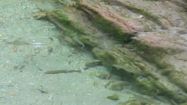 river trout (Salmo trutta fario) swimming in a stream at austrian alps in tirol.