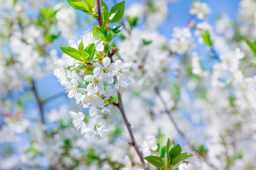 A branch of a flowering cherry tree. Blooming cherry in the spring against the blue sky
