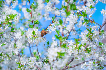 A branch of a flowering cherry tree. Blooming cherry in the spring against the blue sky, butterfly