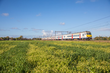 Fototapeta na wymiar Train in a yellow field