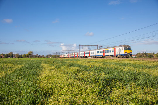 Train in a yellow field