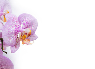 Naklejka na ściany i meble Beautiful White- Pink speckled phalaenopsis Orchid Flower around white background. close up