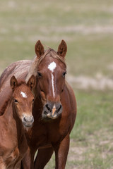 Obraz premium Wild Horse Mare and Foal in the Desert