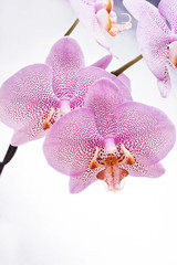 Beautiful White- Pink speckled phalaenopsis Orchid Flower around white background. close up