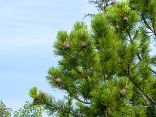 Coniferous branches of the Siberian cedar against the blue sky. Cones grow on the branches. Wild Siberian nature on a sunny summer day