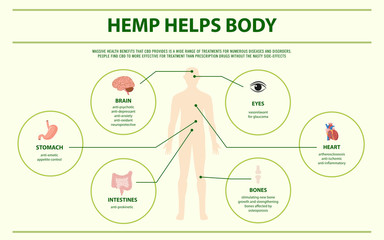 Hemp Helps Body horizontal infographic illustration about cannabis as herbal alternative medicine and chemical therapy, healthcare and medical science vector.