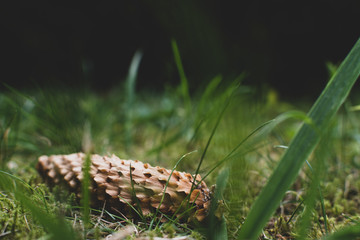 Brown pine cone of spruce lying on the ground in grass and moss
