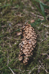 Brown pine cone of spruce lying on the ground in grass and moss