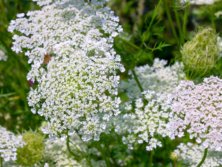 Cow parsley, wild chervil, wild beaked parsley, keck or Queen Anne's lace closeup