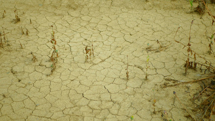 Drought field land with poppy leaves Papaver poppyhead, drying up soil cracked, drying up the soil cracked, climate change, environmental disaster and earth cracks, dry death for plants
