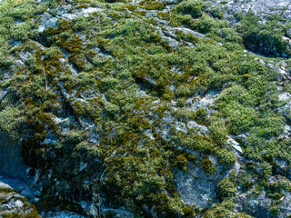 moss or lichen pattern on the stone