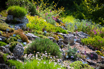 Alpinum at the botanical garden, munich,