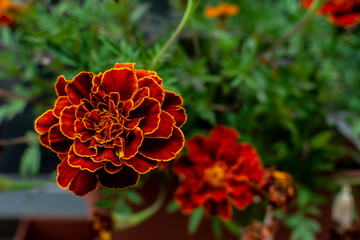 Flowers with bright red flowers