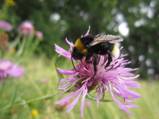 bumblebee on a field flower with lilac petals