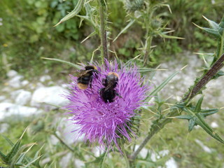 wild alpine flowers in sumnertime
