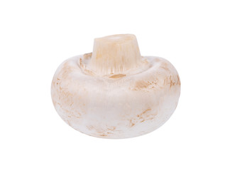 white Mushroom champignon isolated on white background