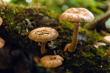 wedding rings in forest