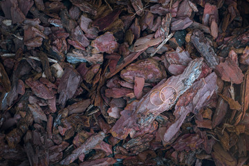 dried leaves wedding rings