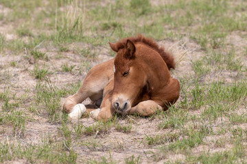 Cute Wild Horse Foal in the Utah Desert